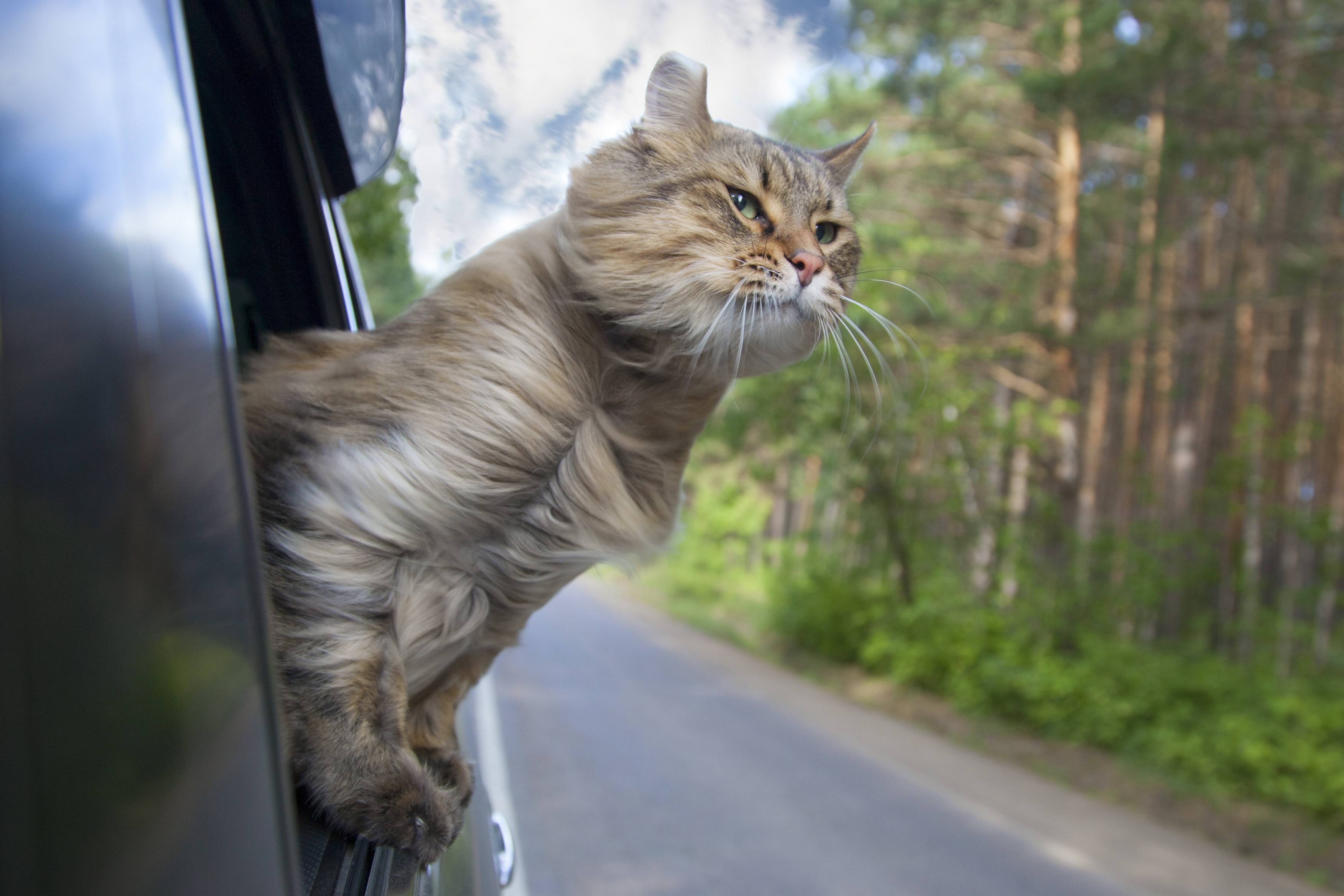 Car Travel with Cats Duaria